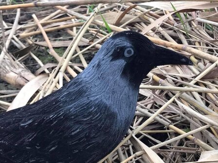 lokvogel kauw geflockt