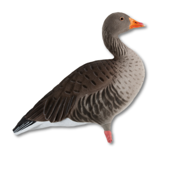 LF90&nbsp;12 GHG Full Body  grauwe gans lokkers inclusief draagtas