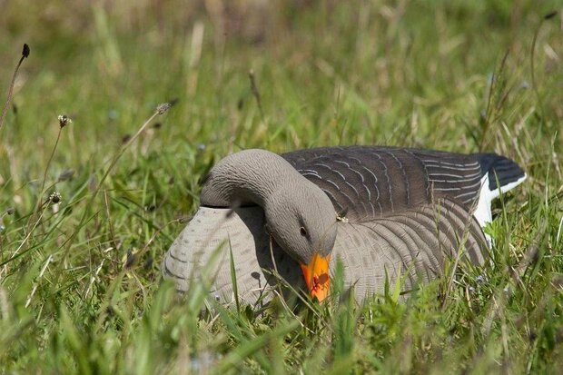 GHG grauwe gans schalen 12st, geflockte grauwe gans lokkers