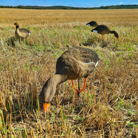 Final approach grauwe gans 