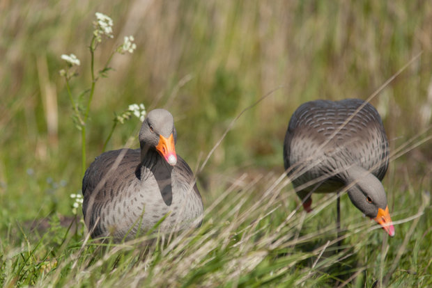 LF90 12 GHG Full Body  grauwe gans lokkers inclusief draagtas